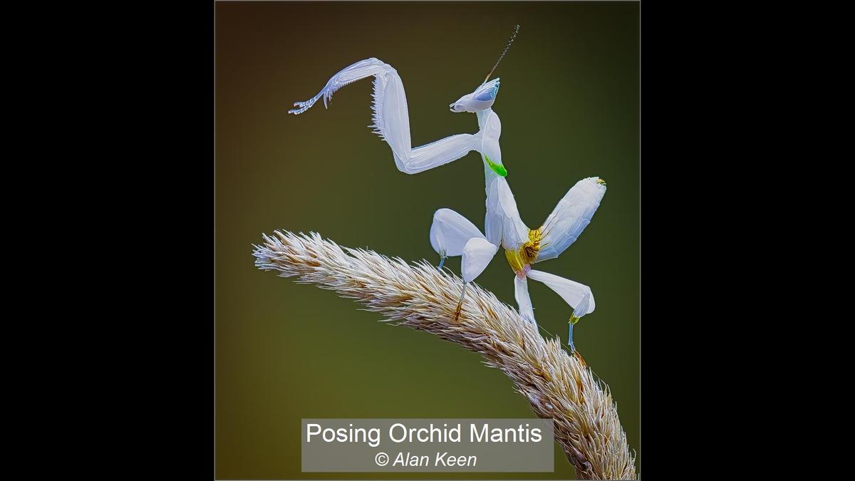 17_Posing Orchid Mantis_Alan Keen